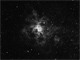 Tarantula